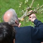 Den gepfropften Birnenreiser mit Baumwachs verschließen.JPG