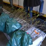 Die Unterlagen für die Kopulation.JPG