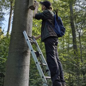 Jemand zu Hause? Fledermauskastenkontrolle...