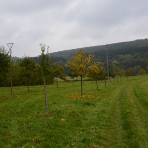 Streuobswiese in Oberelbert. Pflegemaßnahmen werden vom Naturpark gefördert. Foto_Stefan Eschenauer .JPG