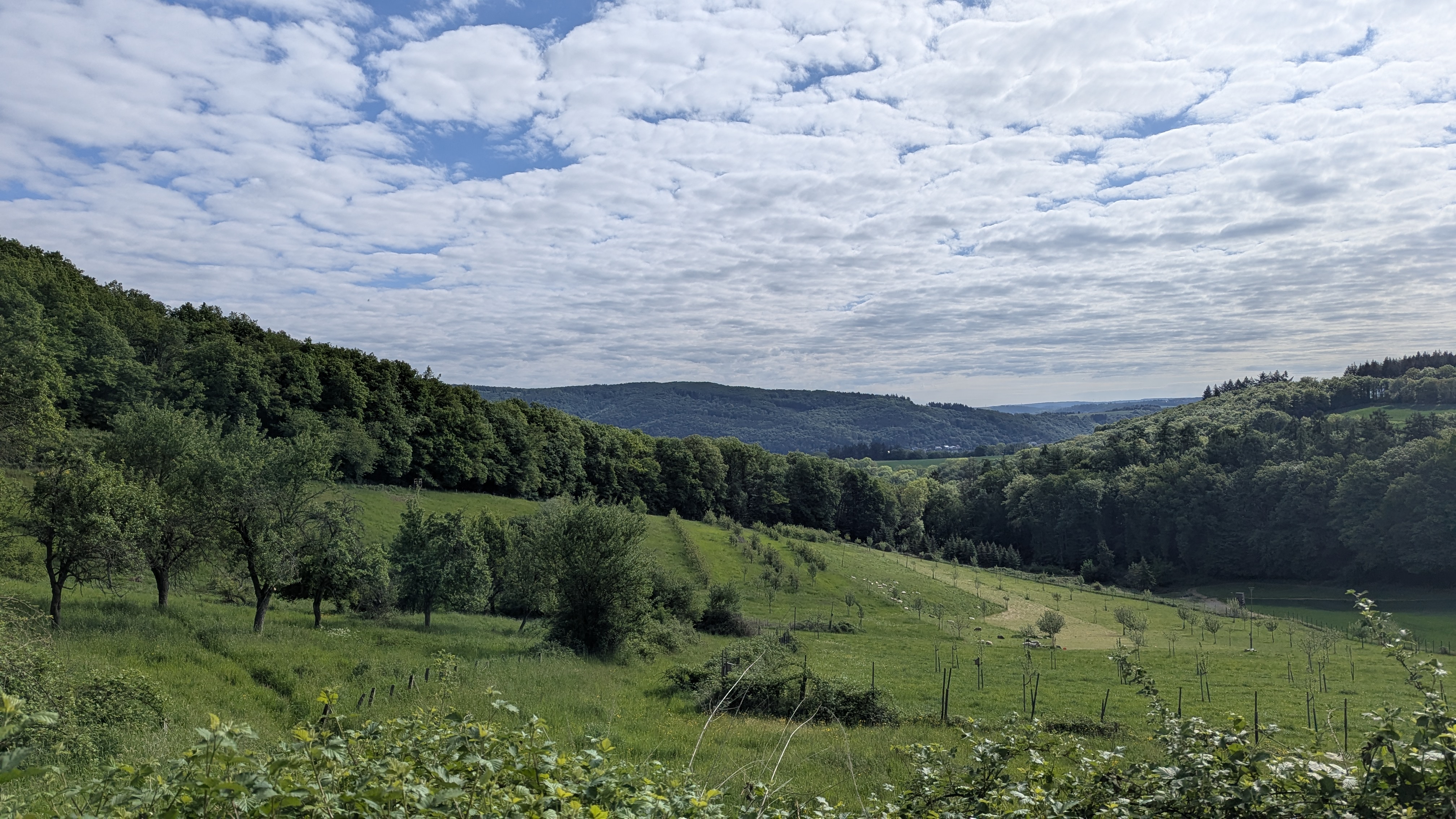 Halboffene Landschaft, wie der Wendehals sie benötigt: Streuobstwiese bei Misselberg.